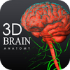 3D Brain ANATOMY